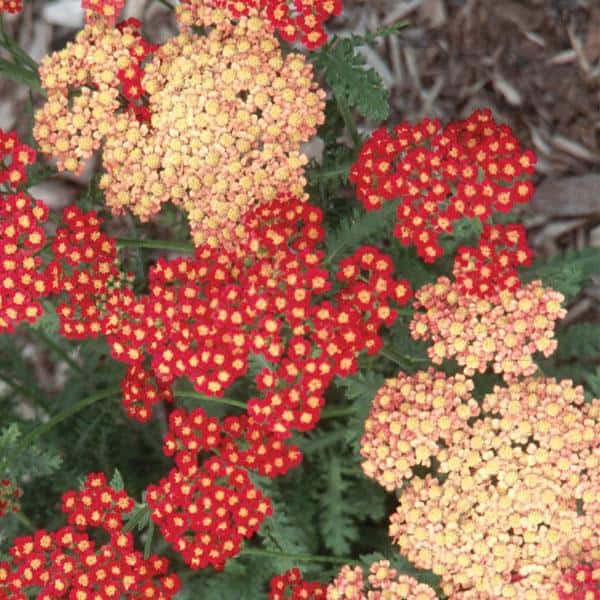 Red Strawberry Seduction yarrow clusters alongside flowers aging to cream.