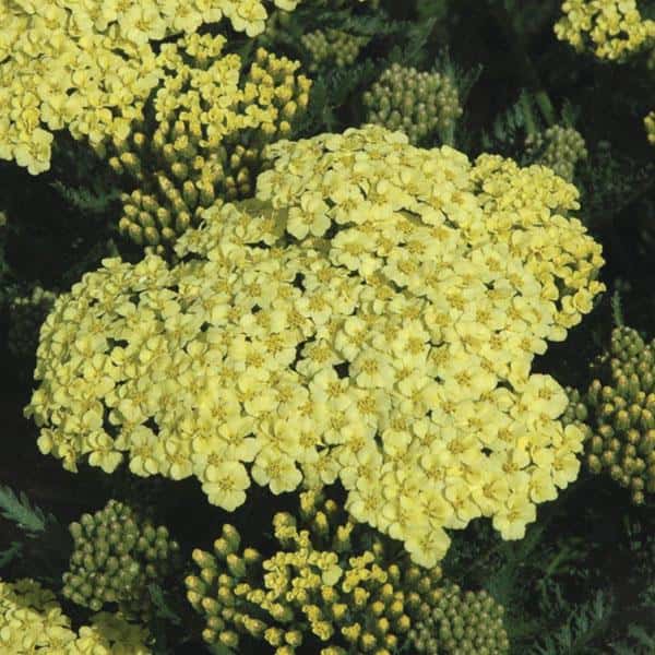 Pale yellow Sunny Seduction yarrow flower clusters.