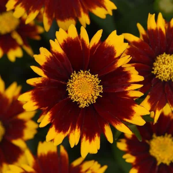 Burgundy-red UpTick Red coreopsis blooms with golden-yellow petal tips.