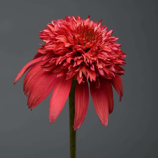 A deep red Double Scoop Cranberry coneflower with a densely doubled center.