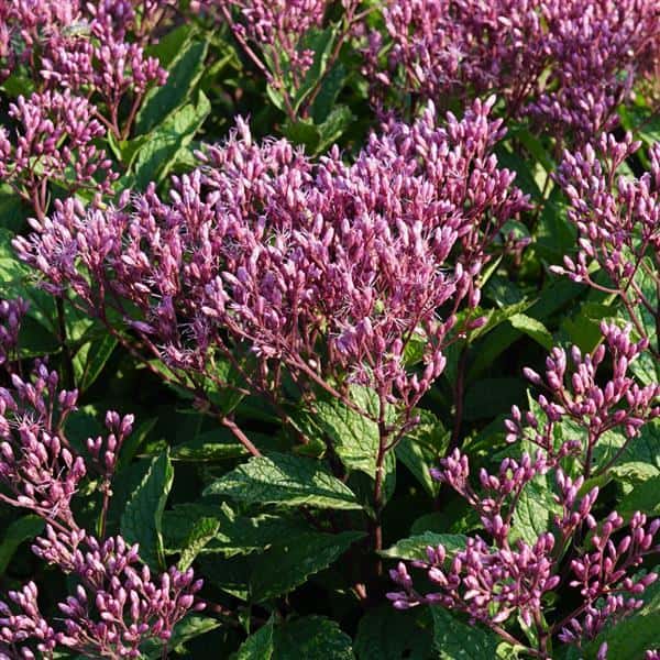 Clusters of purple-pink Euphoria Ruby Joe-Pye weed flowers over green leaves.