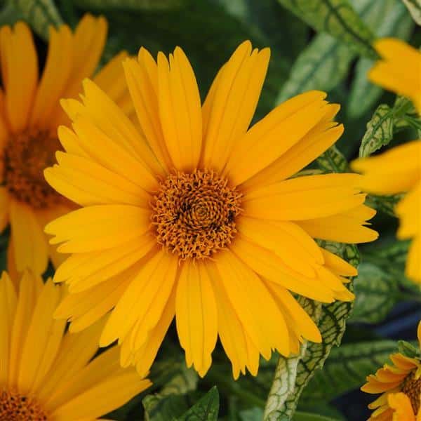 A golden-yellow Sunstruck false sunflower bloom with cream-variegated foliage.