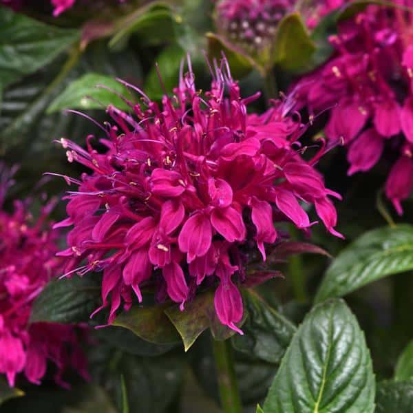 Bright rose-pink Balmy Rose bee balm flowers.