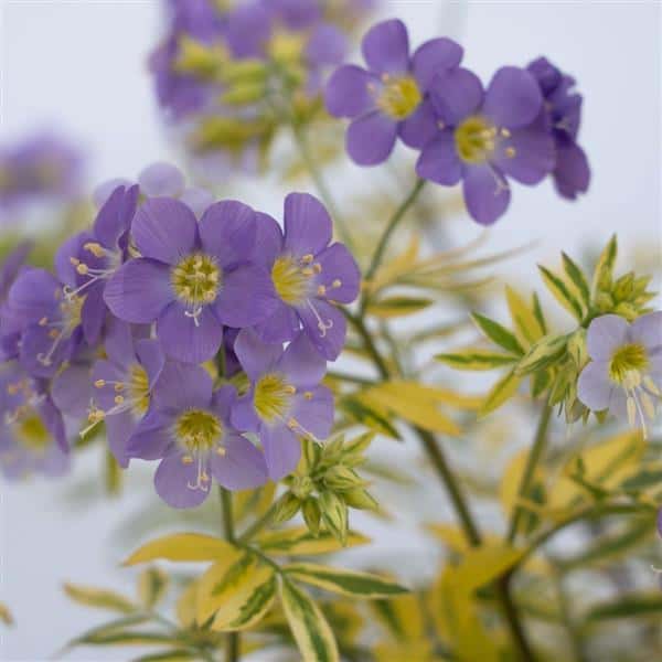 Lavender-blue Golden Feathers Jacob’s ladder flowers above golden variegated foliage.