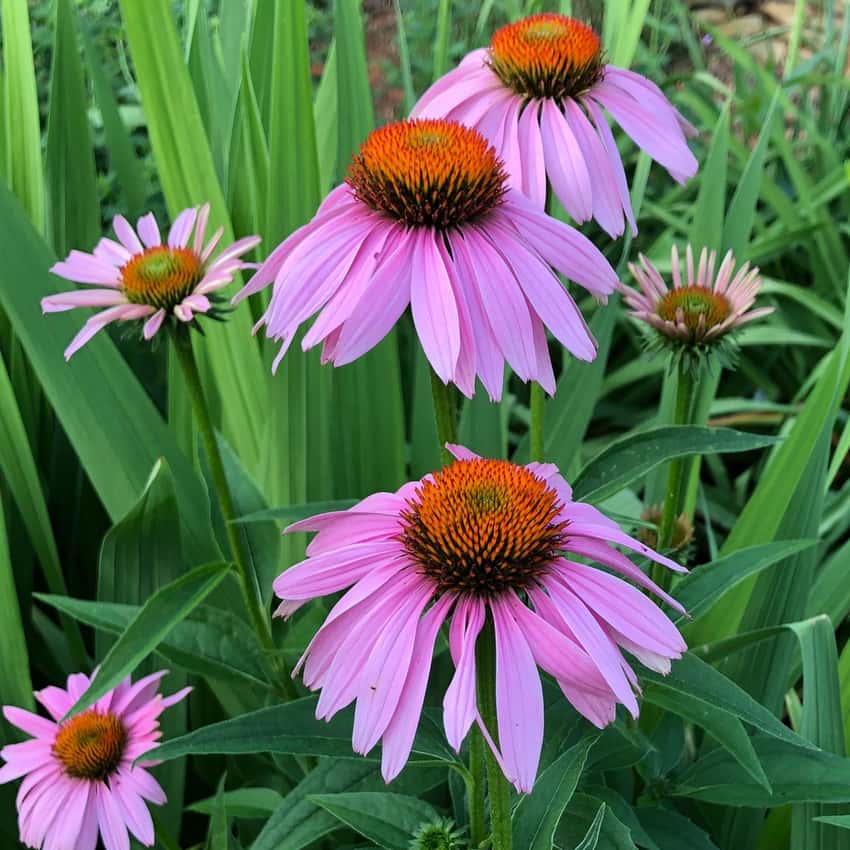 Pink-purple coneflowers with raised orange-brown central cones.