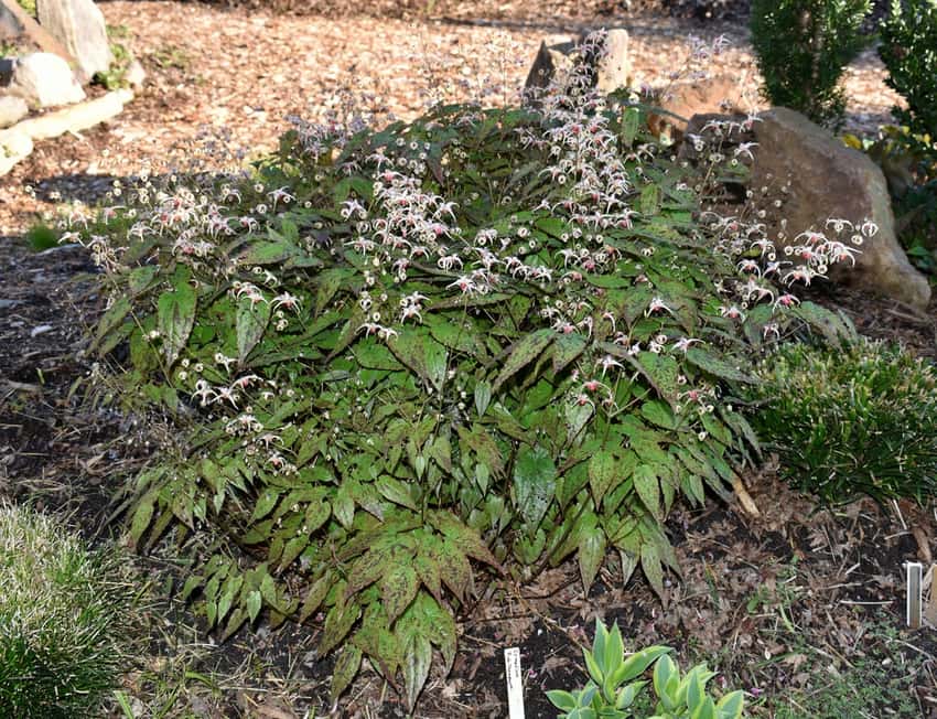 Pink Champagne barrenwort with delicate pale flowers over mottled green leaves.