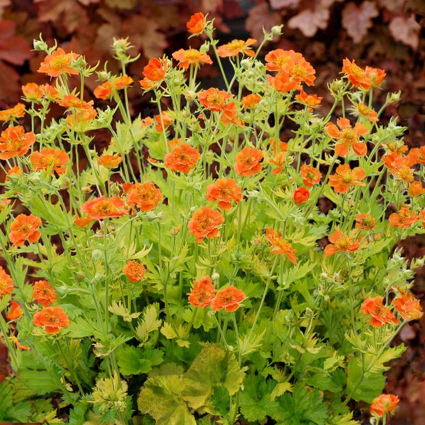 Orange Sunkissed Lime geum flowers rise above bright lime-green leaves.
