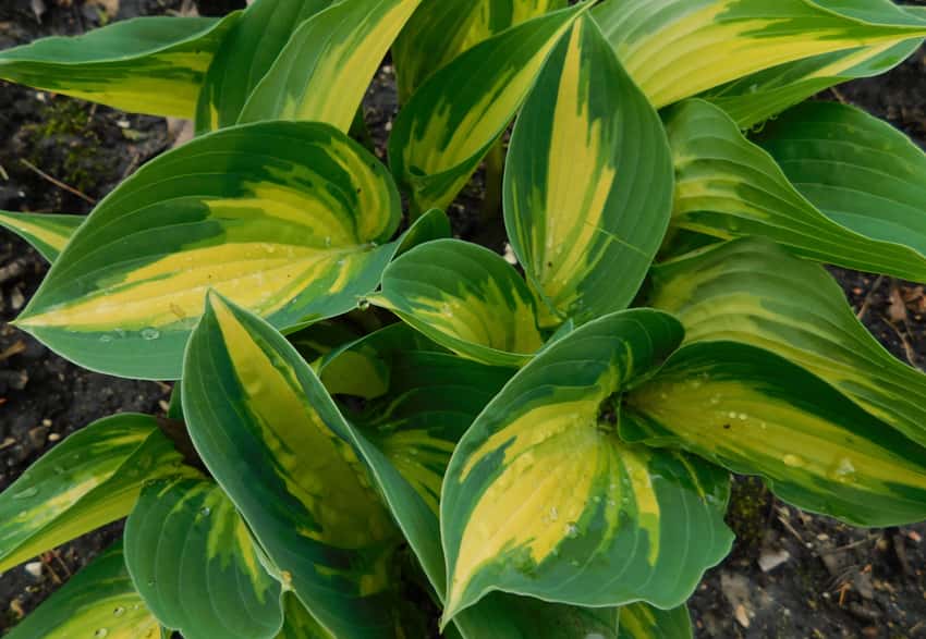 Yellow-centered Remember Me hosta leaves with contrasting green margins.