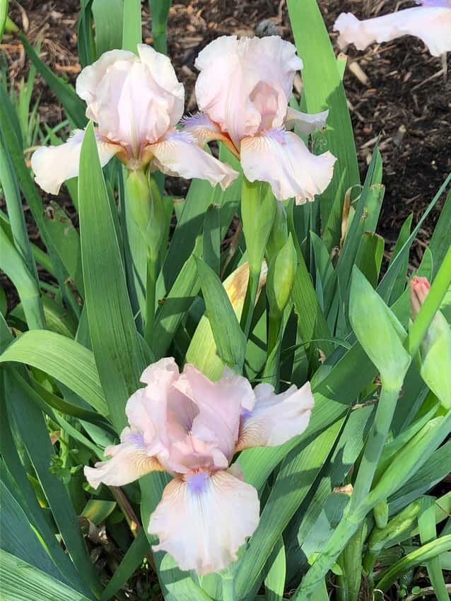 Pale peach-pink Concertina iris flowers above upright sword-shaped leaves.