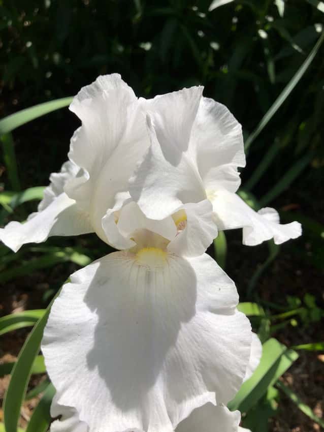 A ruffled white Immortality bearded iris flower.