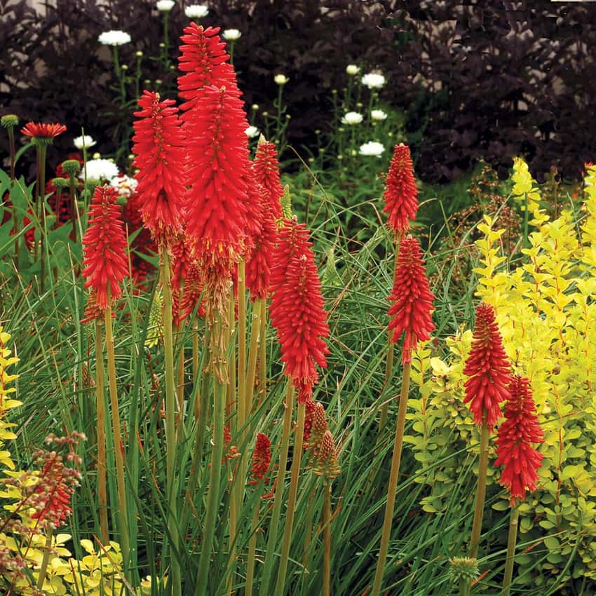 Upright red flower spikes of Redhot Popsicle kniphofia above narrow green foliage.