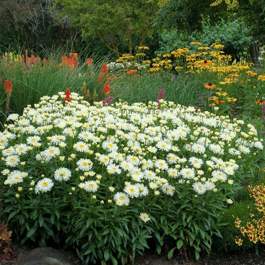 A dense mound of white Coconut Shasta daisies with yellow centers in a garden border.