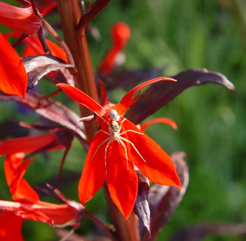 Scarlet Queen Victoria cardinal flowers against burgundy stems and leaves.