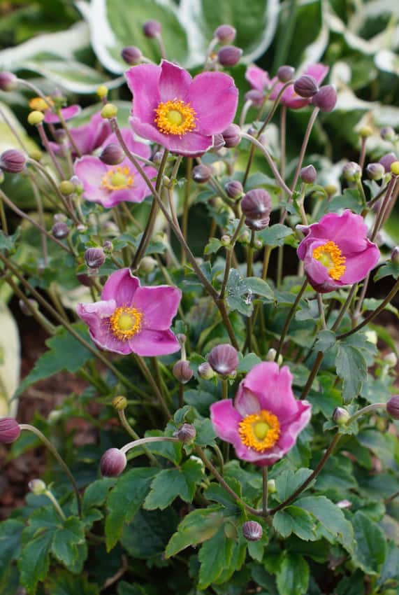 Single pink Fantasy Jasmine anemone flowers with bright yellow centers and rounded buds.