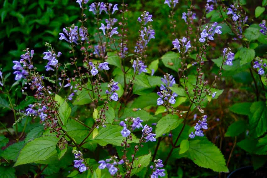 Small lavender-blue Appalachian Blues skullcap flowers on branching upright stems above green leaves.
