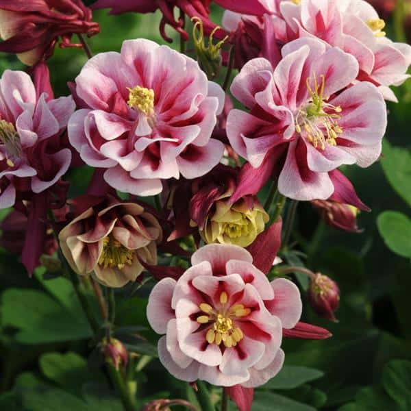 Double red-and-white Winky columbine flowers with upward-facing layered petals.