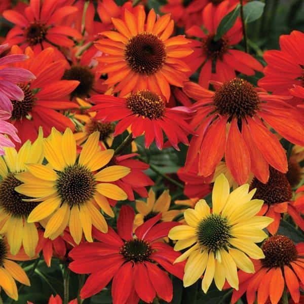Cheyenne Spirit coneflowers showing the seed strain’s variable orange, red and yellow colors.