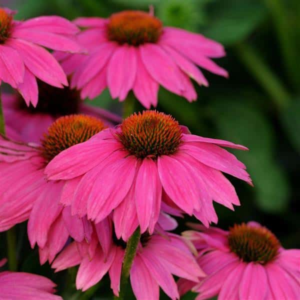Bright purple-pink PowWow Wild Berry coneflowers with orange-brown cones.
