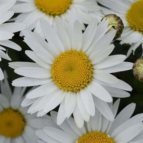 White Madonna Shasta daisies with golden-yellow centers.