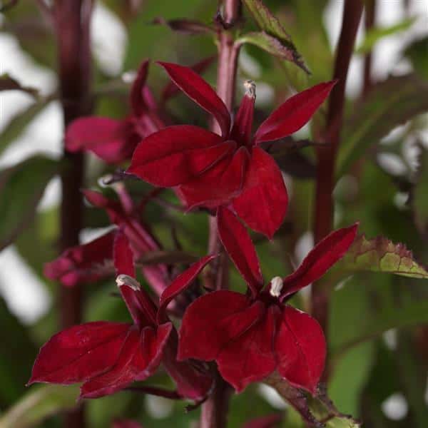 Deep burgundy Starship Burgundy lobelia flowers on an upright stem.