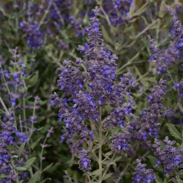 Blue Steel Russian sage with lavender-blue flower spikes and gray-green leaves.