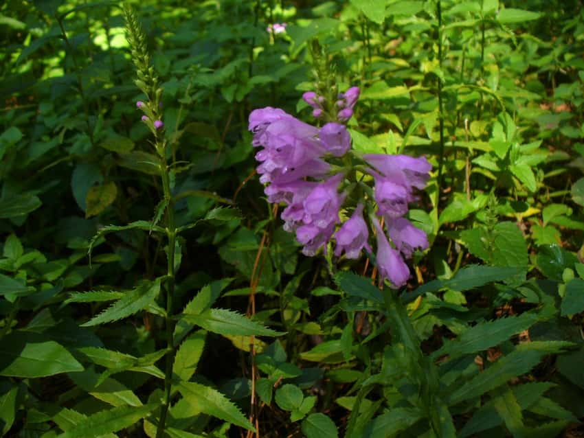 Pink-purple obedient plant flowers on upright stems in a leafy garden planting.