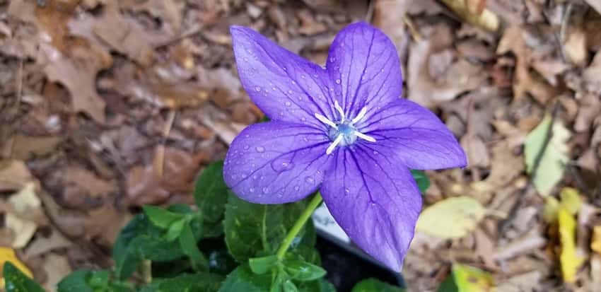 A violet-blue five-pointed Astra Blue balloon flower.