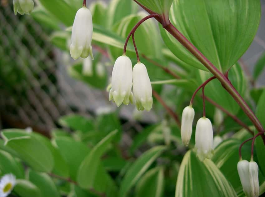 Hanging white bells beneath variegated Solomon’s seal leaves and arching stems.