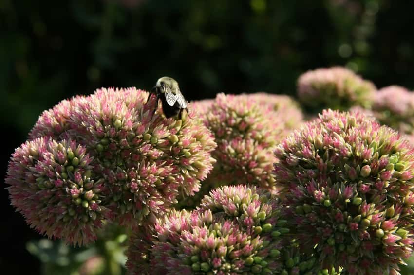 Pink Autumn Joy stonecrop flower heads with a visiting bumblebee.