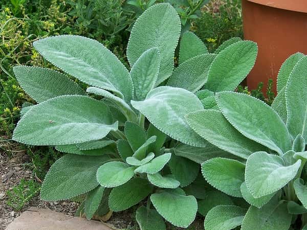 Large fuzzy silver-green Helen von Stein lamb’s ear leaves.