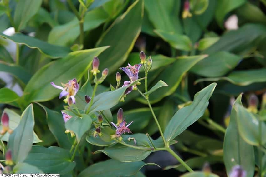 Small spotted Samurai toad lily flowers amid narrow, subtly edged leaves.