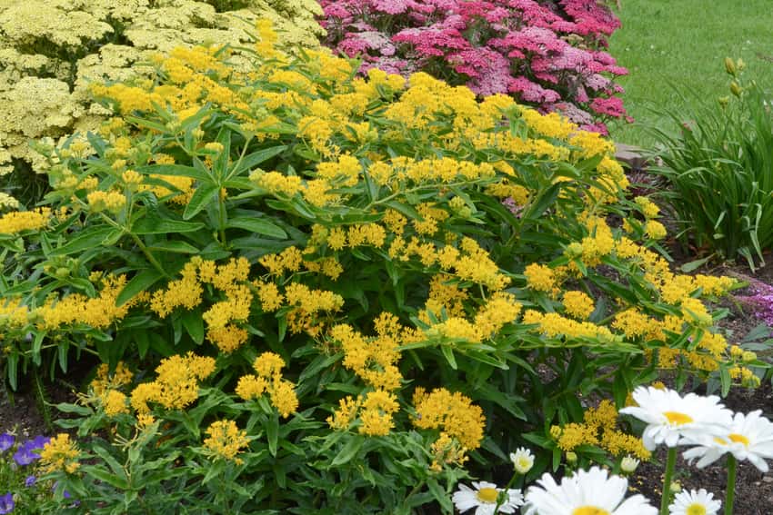 A clump of Hello Yellow butterfly weed with many yellow flower clusters.