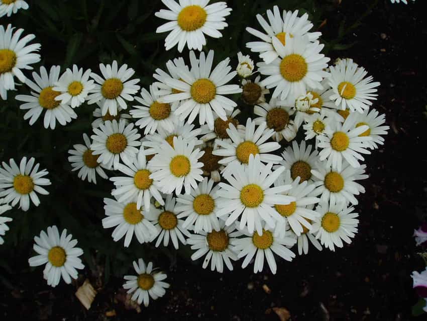 White Snow Lady Shasta daisies with yellow centers above dark green leaves.