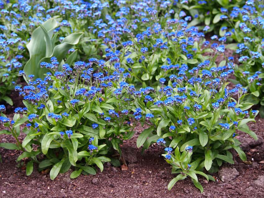 Blue flowers and green foliage of Bluesylva forget-me-not in a garden bed.