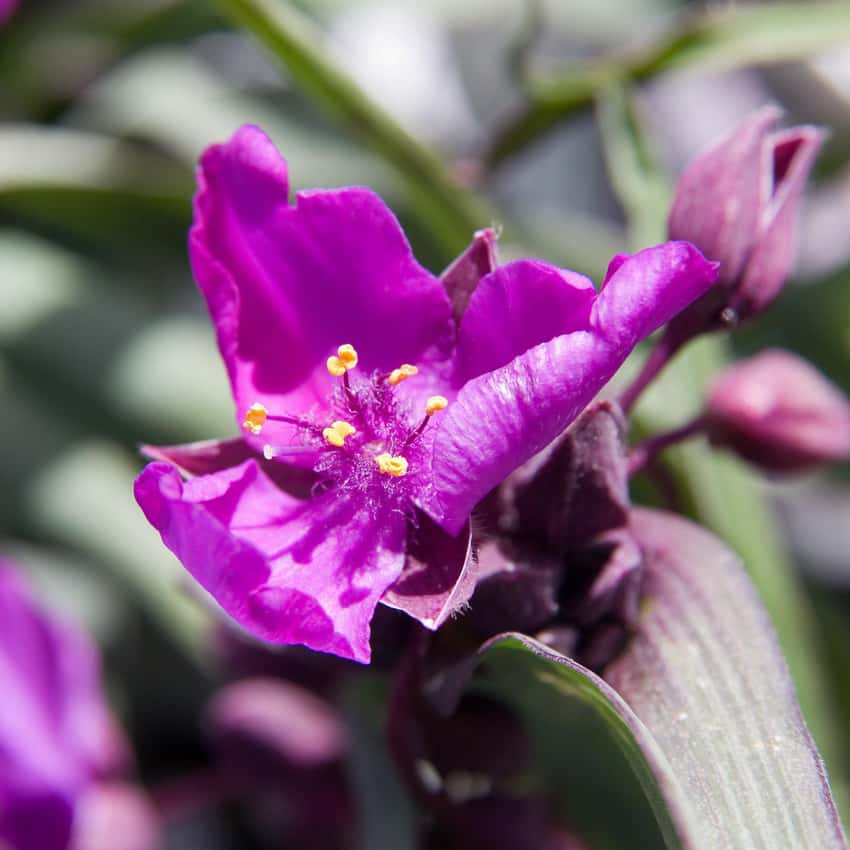 Close-up of a purple Concord Grape spiderwort flower with yellow anthers.