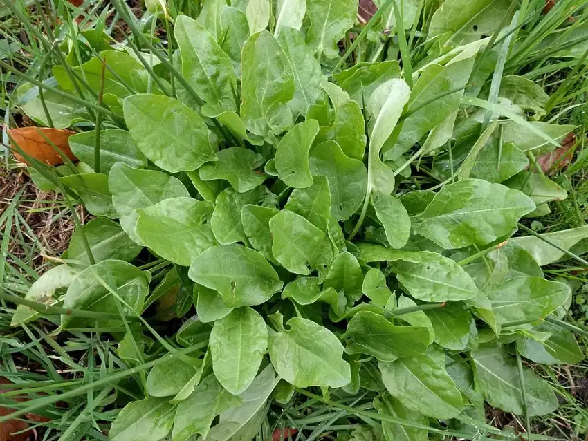 Sorrel showing its edible green leaves.