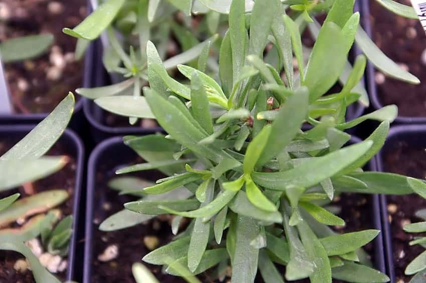 Narrow green leaves on French tarragon stems.