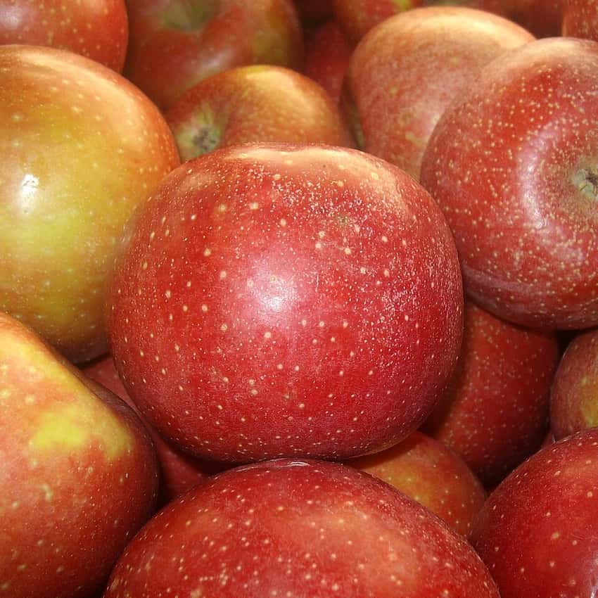 Red Delicious apples photographed close up.