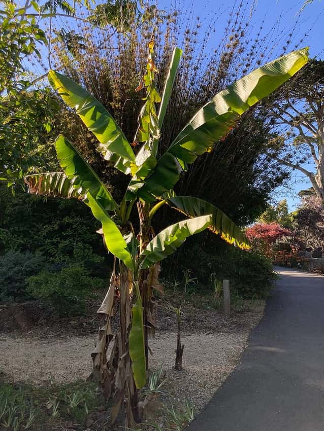 A tall hardy banana plant with large green leaves.