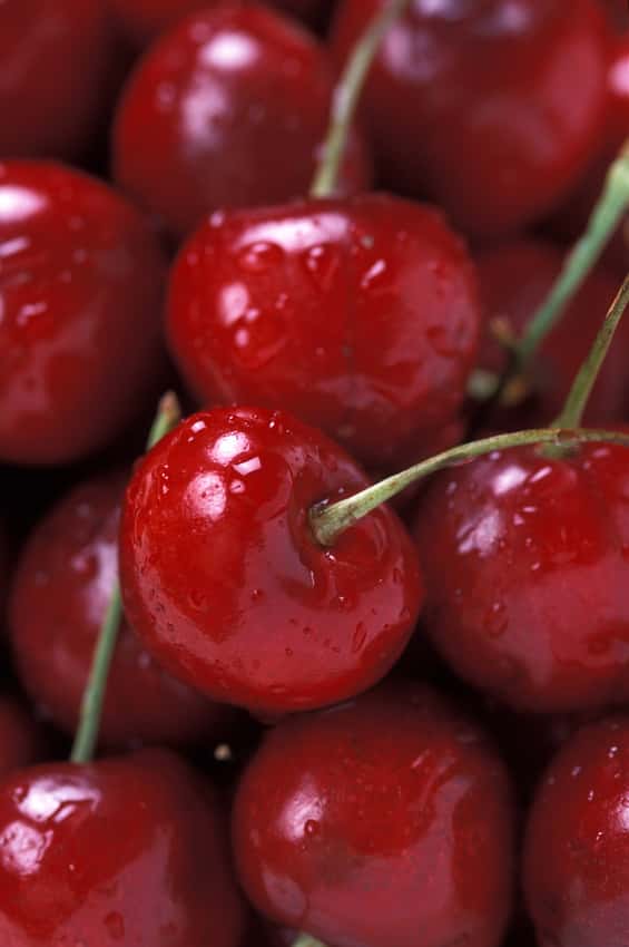 Ripe red Bing cherries photographed close up.