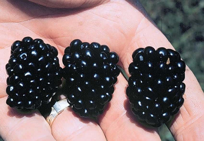 Three ripe Apache blackberries held in a hand.