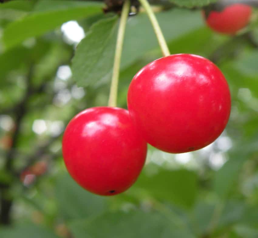 Two bright-red Montmorency cherries hanging from stems.