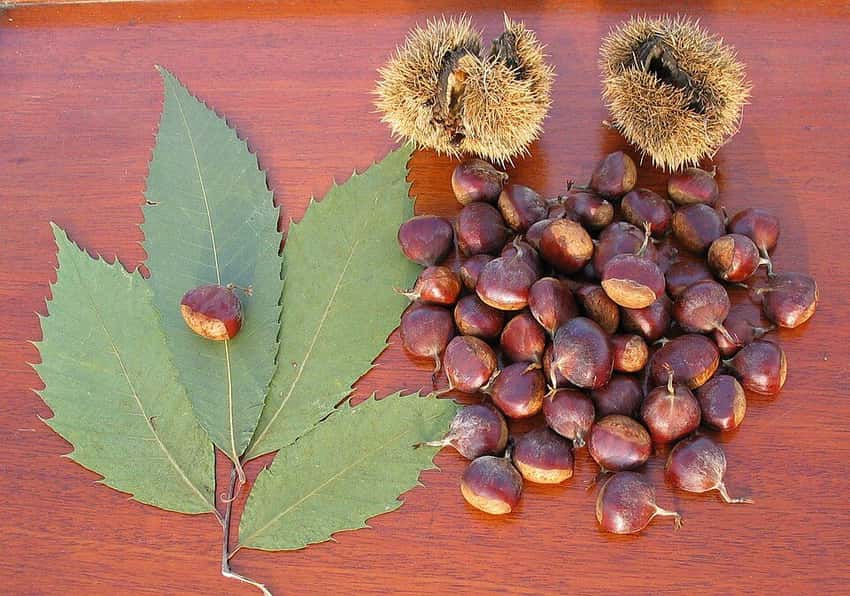 American chestnuts with spiny burrs and leaves.