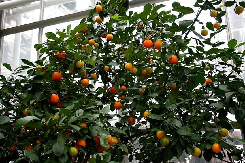 Orange calamondin fruit on a citrus plant.