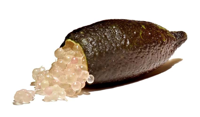 An Australian finger lime cut open to show its pearl-like pulp.