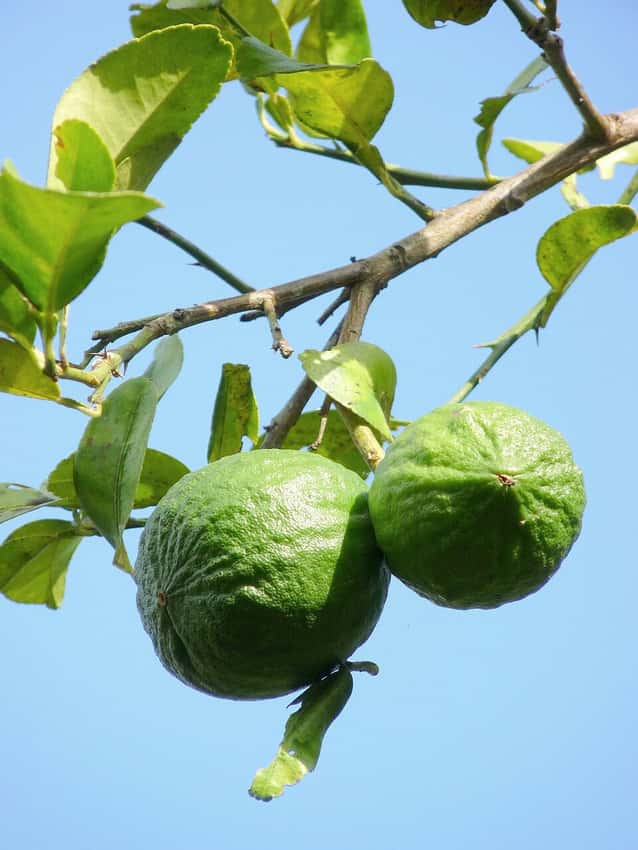 Key limes growing on a branch.