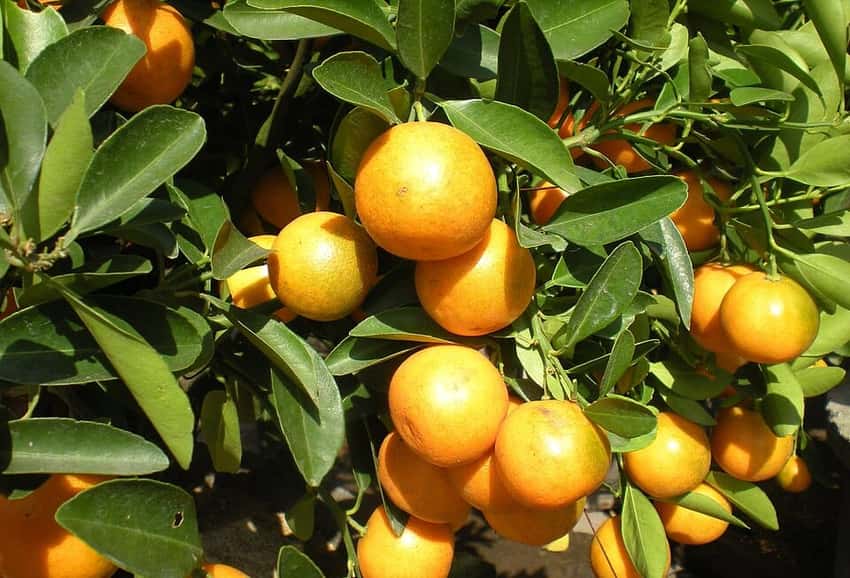 Round orange kumquats growing among glossy green leaves.