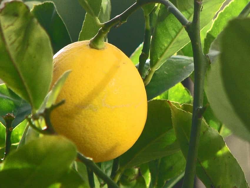 Meyer lemons growing on a tree.