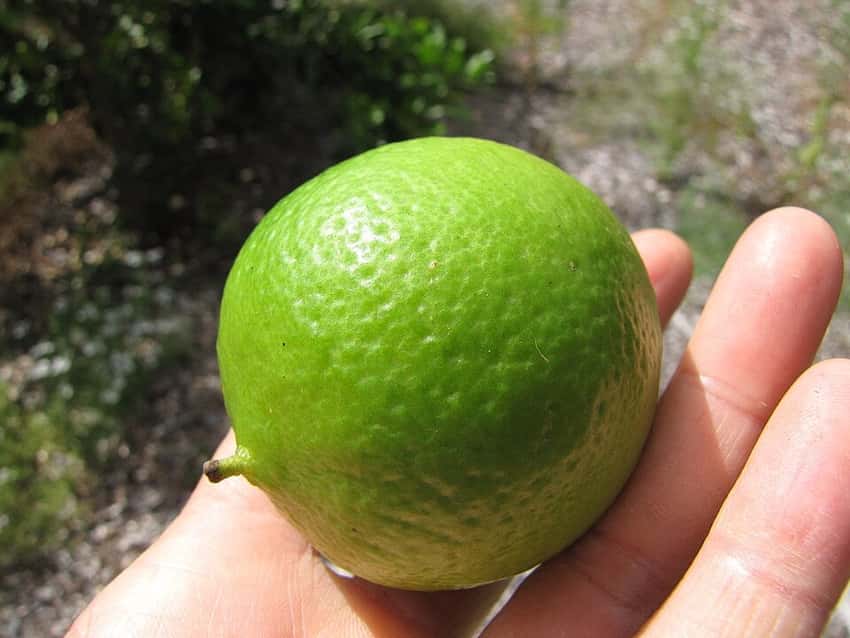 A Persian lime fruit held in a hand.