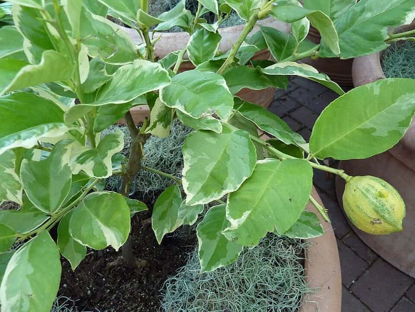 Variegated pink lemon with striped fruit and leaves.